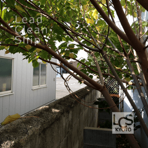 お生い茂った枝木