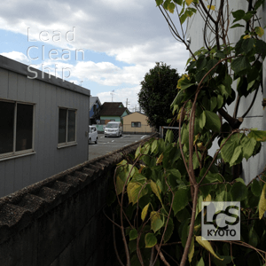 伐採後のスッキリした枝木