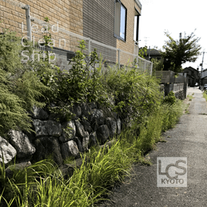雑草処理前・大津市